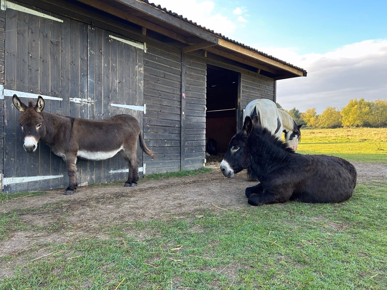 Field Of Dreams Farm Donkeys